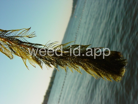 watermilfoil